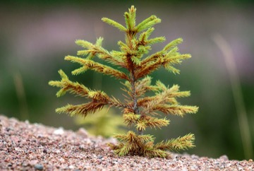 PEFC Keurmerk