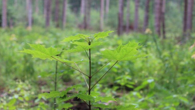 De geplante bomen groeien goed De geplante bomen groeien goed