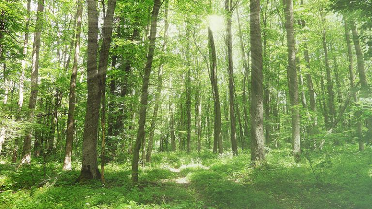Hoe belangrijk is de toekomst van het bos voor u? Hoe belangrijk is de toekomst van het bos voor u?