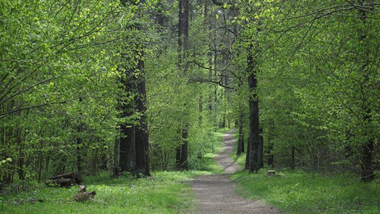 Positieve audit PEFC bosbeheer Positieve audit PEFC bosbeheer