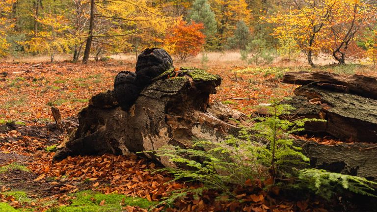 Dood hout, een schat in het bos Dood hout, een schat in het bos