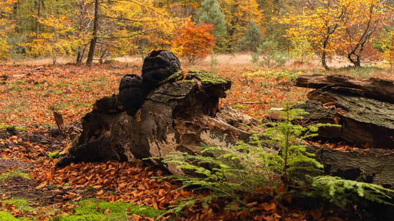 Dood hout, een schat in het bos