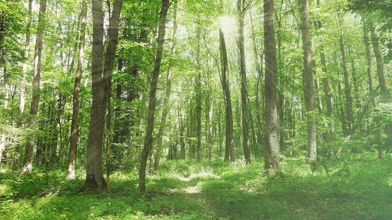 Hoe belangrijk is de toekomst van het bos voor u?